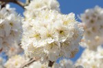 20160316セイヨウミザクラ	西洋実桜	Cerasus avium	3～4月